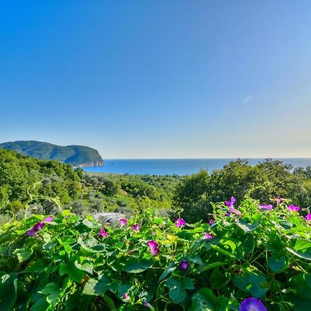 Pataki Studios Petrovac Eksteriør bilde