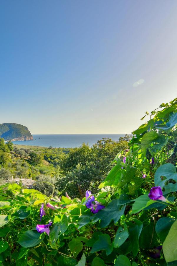 Pataki Studios Petrovac Eksteriør bilde