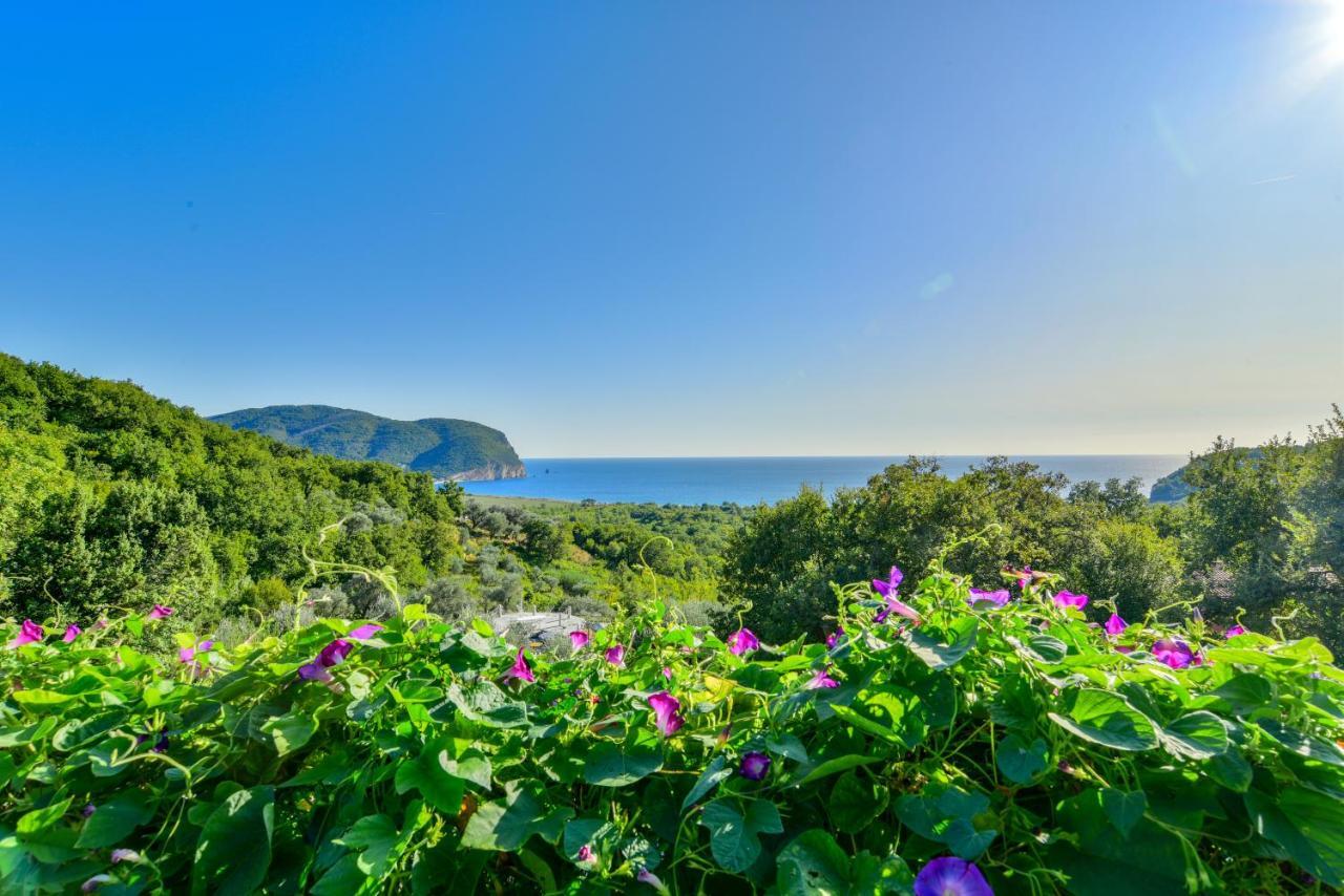 Pataki Studios Petrovac Eksteriør bilde
